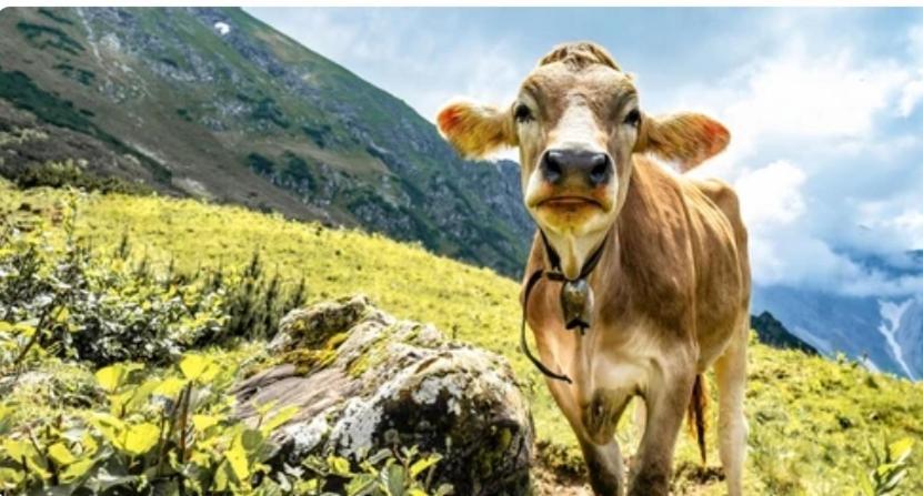 Ferienwohnung Weber Alpenveilchen Lechbruck Bagian luar foto